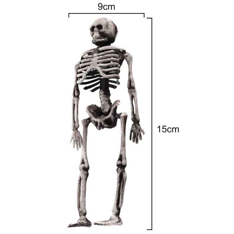 Small Skeleton Human Model Skull