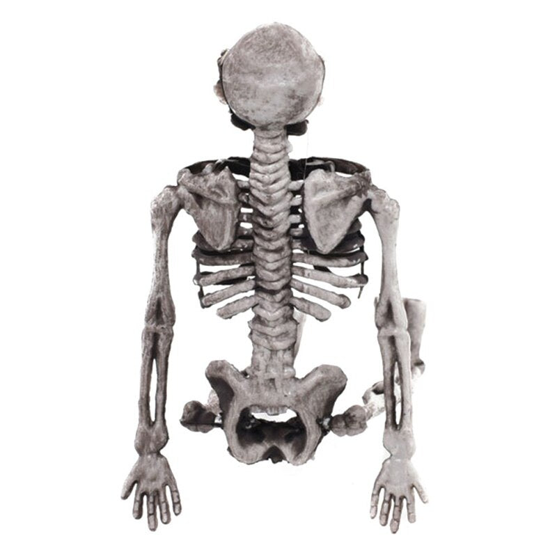 Small Skeleton Human Model Skull
